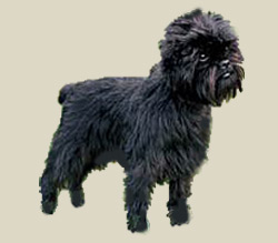 Affenpinscher