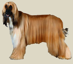 Afghan Hound