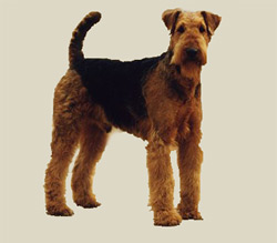 Airedale Terrier