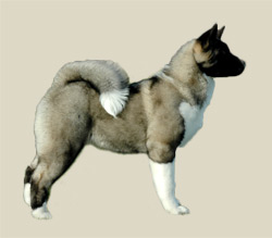 American Akita