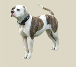 American Bulldog