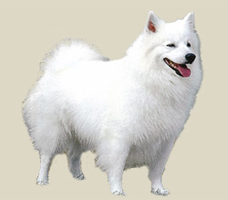 American Eskimo Dog