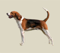 American Foxhound