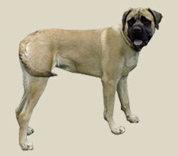 American Mastiff