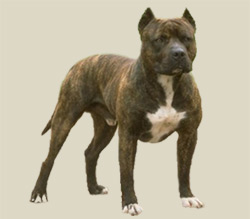 American Pit Bull Terrier