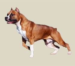 American Staffordshire Terrier