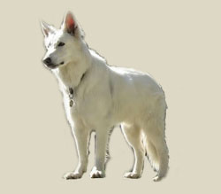 American White Shepherd