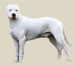 Argentine Dogo