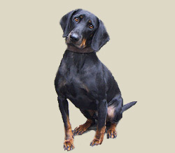 Austrian Black and Tan Hound