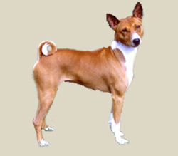 Basenji