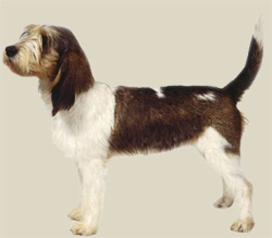 Basset Griffon Vendeen (Grand)