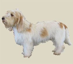 Basset Griffon Vendeen (Petit)