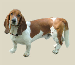 Basset Hound