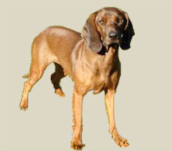 Bavarian Mountain Hound