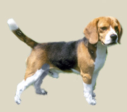 Beagle