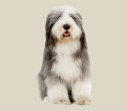 Bearded Collie