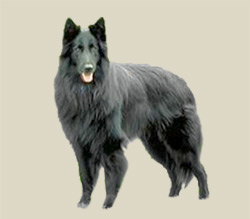 Belgian Shepherd Dog (Malinois)