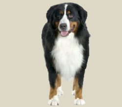 Bernese Mountain Dog