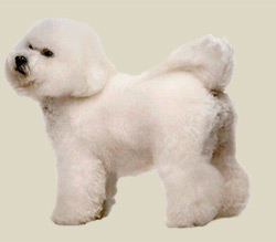 Bichon Frise