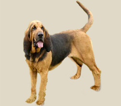 Bloodhound