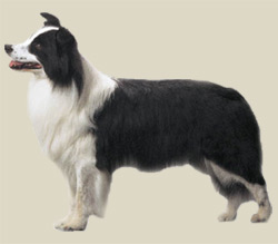 Border Collie