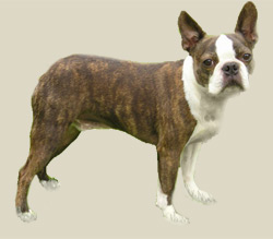 Boston Terrier