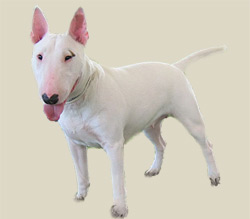 Bull Terrier