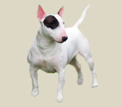 Bull Terrier (Miniature)