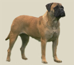 Bullmastiff