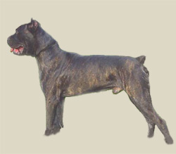 Cane Corso