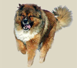 Caucasian Shepherd Dog