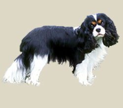 Cavalier King Charles Spaniel