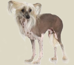 Chinese Crested Dog