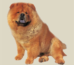 Chow Chow