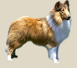 Collie