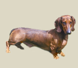 Dachshund (Miniature)