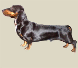 Dachshund (Stantard)