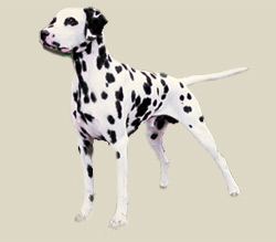 Dalmatian