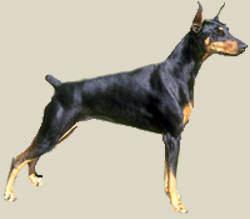 Doberman Pinscher