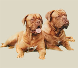 Dogue de Bordeaux