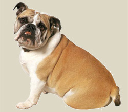 English Bulldog