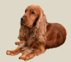 English Cocker Spaniel