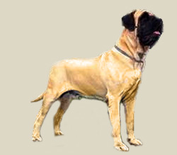 English Mastiff