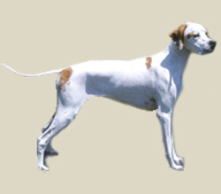 English Pointer