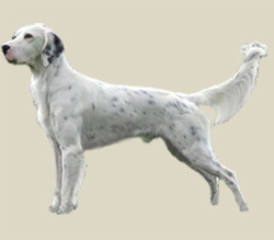 English Setter