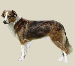 English Shepherd