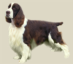 English Springer Spaniel