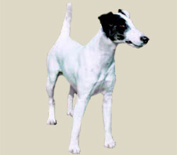 Fox Terrier (Smooth)