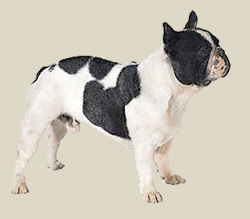 French Bulldog