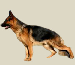 German Shepherd Dog